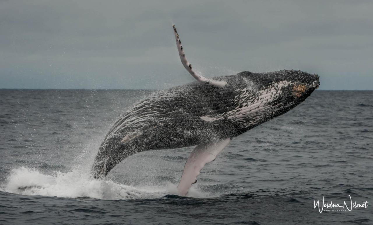 Whale House Hotel Puerto López Екстериор снимка